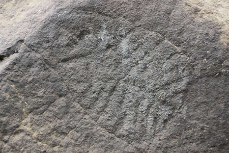 KHABAROVSK REGION, RUSSIA - MAY 14, 2014: Archaeological monument. Petroglyphs Sikachi-Alanのeditorial素材