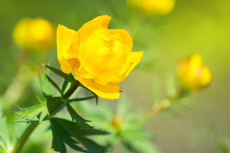 Beautiful orange flower bud in the garden - globe-flower (Trollius)の写真素材