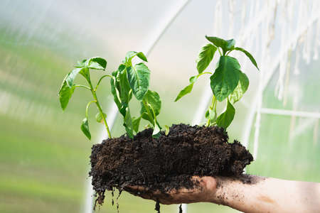 Sprout pepper with the ground on a female hand in the greenhouseの写真素材