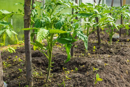 Young green plant tomato growing on a bed in the greenhouse