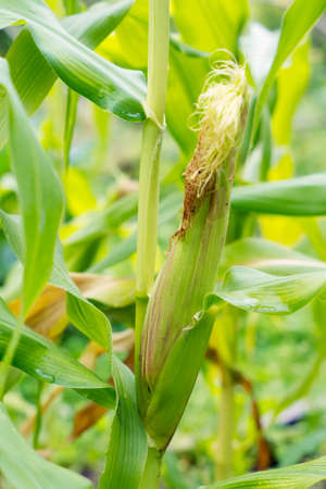Young cobs of corn growing in a fieldの写真素材