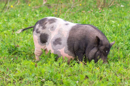 Big pig walking on the grass on the farmの写真素材
