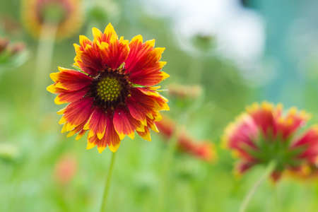 Beautiful flower Gaillardia in the gardenの写真素材