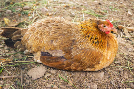 Speckled hen on the farm closeupの写真素材