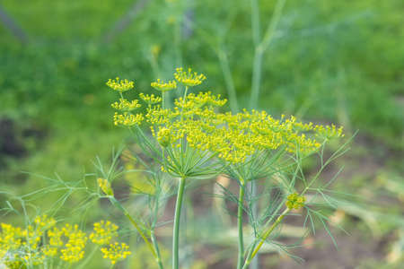 Dill plant and flower in kitchen garden