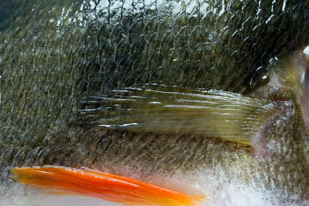 Some perch with scales and finsの写真素材