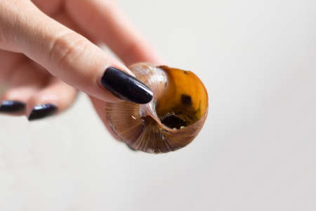 cooked snail in hand on a white backgroundの写真素材