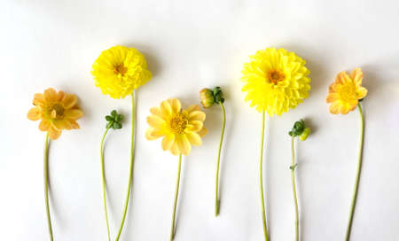 Several yellow dahlia and buds lie in a row on a white backgroundの写真素材