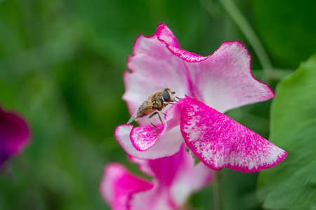 Hoverfly (Syrphidae) on pink flower of sweet peas (Lathyrus odoratus).の写真素材