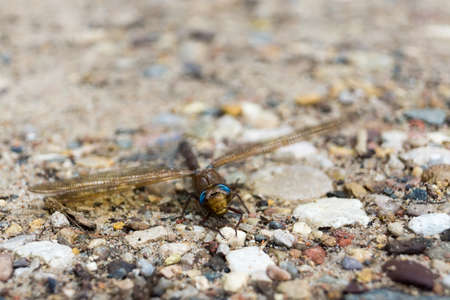 Dragonfly (Odonata) on a footpath in summer.の写真素材