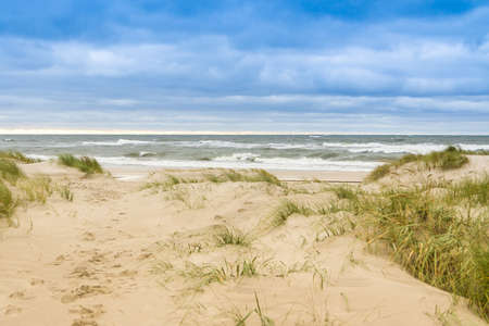 Grass on a sandy beach near the sea on a cloudy dayの写真素材