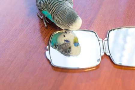 Reflection of male blue budgie in a mirror on a wooden table