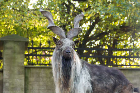 Markhoor (Capra falconeri) in zoo close-upの写真素材