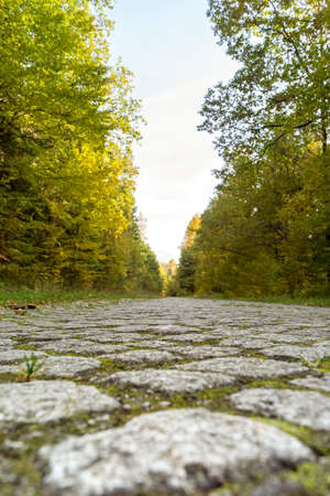 Cobblestone road in the forest, bottom view.の写真素材