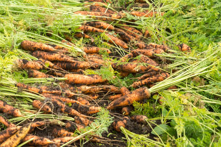 Freshly dug carrot crop on the ground in the gardenの写真素材