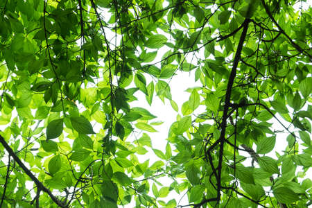 Green foliage on a white backgroundの写真素材