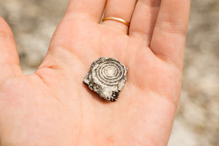 Traces of amonites on the stones in the mountains of Crimeaの写真素材