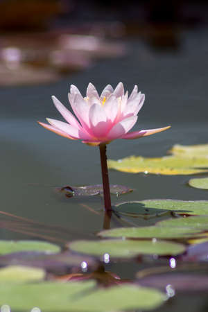 Bright pink water lily in a summer pondの写真素材