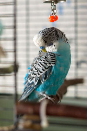 Male blue budgerigar on pole in the cell