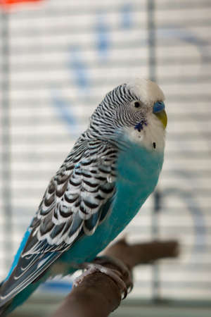 Male blue budgerigar on pole in the cell