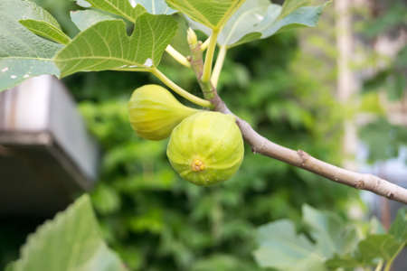 A branch of figs in the summer garden
