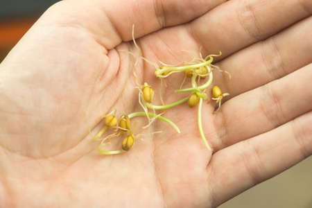 Female hand holds wheat germ. healthy eating conceptの写真素材