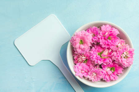 A tablet and Kalanchoe flowers in bowl on a blue backgroundの写真素材