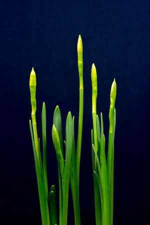 Green Narcissus Leaves with Young Closed Budsの写真素材