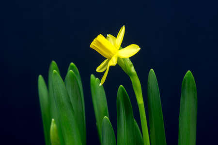 Yellow flower of narcissus on a dark background