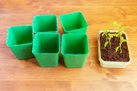 Preparing eggplant seedlings on a wooden table. Preparing for the summer season. Horticulture