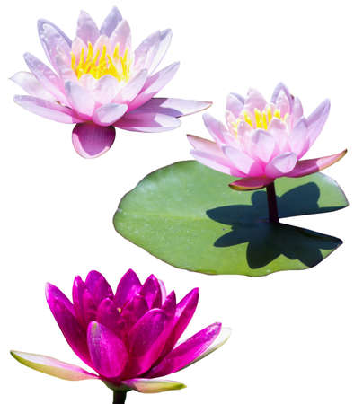 Maroon and pink water lily isolated on white backgroundの写真素材
