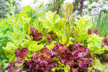 Colorful salad leaves in the kitchen garden