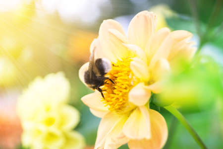Bumblebee on a yellow dahlia flower in the garden