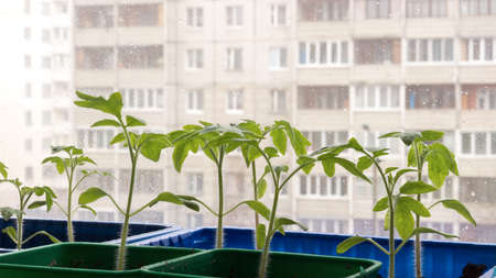 Tomato seedlings on a windowsill on a rainy day, preparing for the summer seasonの写真素材