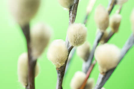 Willow branches with buds on a green backgroundの写真素材