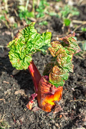 Young bright rhubarb in the spring garden