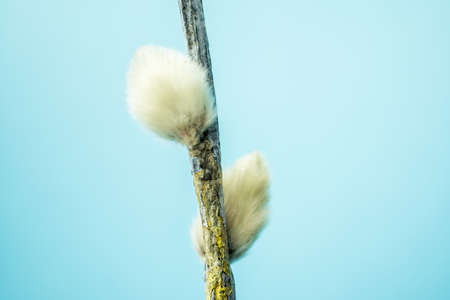 One willow branch with buds on a blue backgroundの写真素材