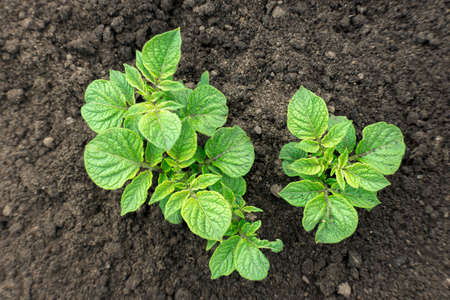 Young potato bushes in the ground. Natural background with agricultural concept