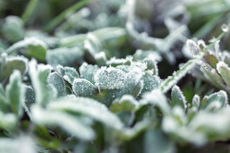 Overcast natural background with hoar frost on plantsの写真素材