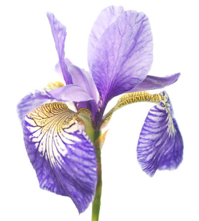 Bright violet-yellow iris, flower on white background