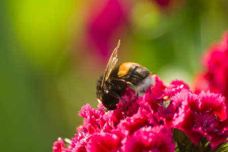 Shaggy black and orange bumblebee (Bombus) collects nectar on flowers of Turkish carnation. Wildlife...