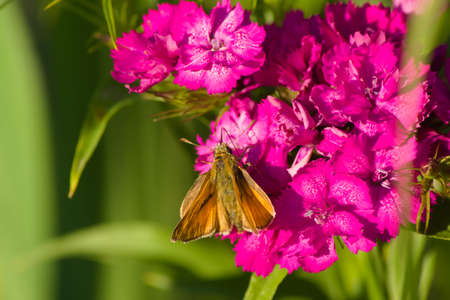Small skipper (Thymelicus sylvestris) on a pink turkish carnation. Macro background, insects wildlifeの写真素材