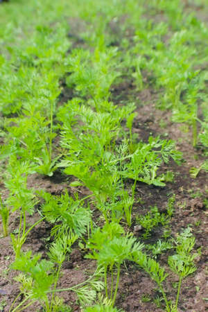 Sprouts of young carrots on a sunny day in the garden. Agriculture, cultivation of root cropsの写真素材