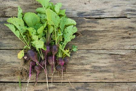 Crop of dark purple radish on a wooden table. Agriculture concept, cultivated root vegetablesの写真素材