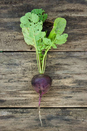 Crop of dark purple radish on a wooden table. Agriculture concept, cultivated root vegetablesの写真素材
