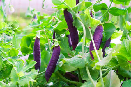 Purple pea pods in the garden on a cloudy day. Agricultural concept, farming season