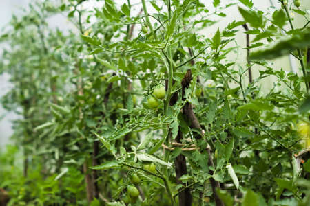 Bushes with unripe tomatoes in the greenhouse. Agricultural concept, cultivated plants.の写真素材