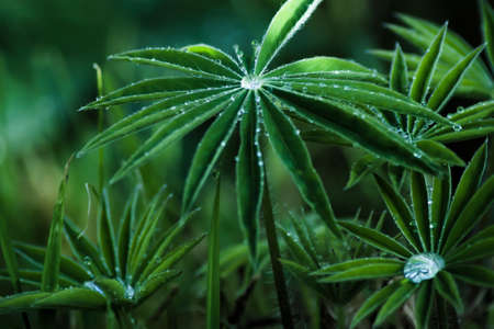 Lupine (Lupinus) leaves with morning dew. Natural dark background. Spring cloudy weather, early...