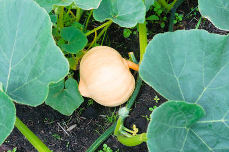 Unripe yellow pumpkin (Cucurbita) on a bush in the garden. Farming season.