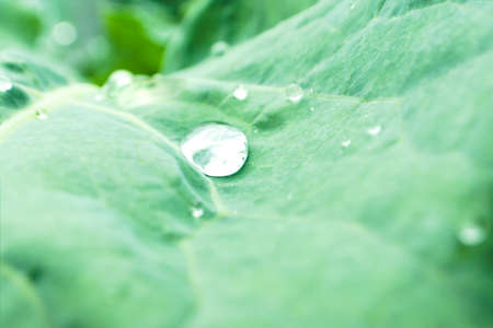 Natural background with cabbage leaf texture in raindrops, rainy weather, macro backdrop